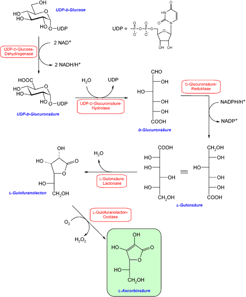 Esquema de la biosíntesis del ácido ascórbico